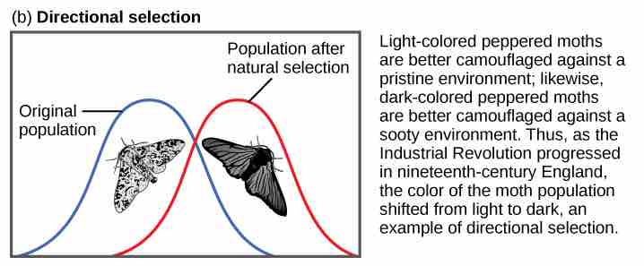 Directional selection